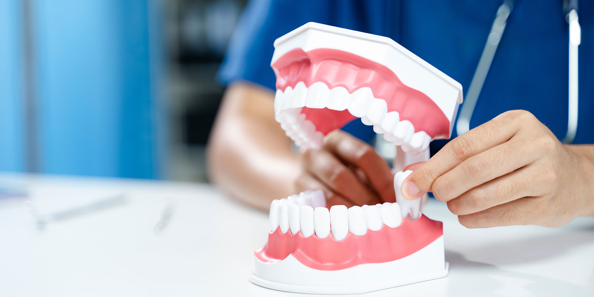 Dentist holding removable tooth in jaw model, demonstrating dental extraction